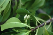 <strong>Rhizophora stylosa - Ramon, Laurence - 54</strong><br />© Ramon, Laurence